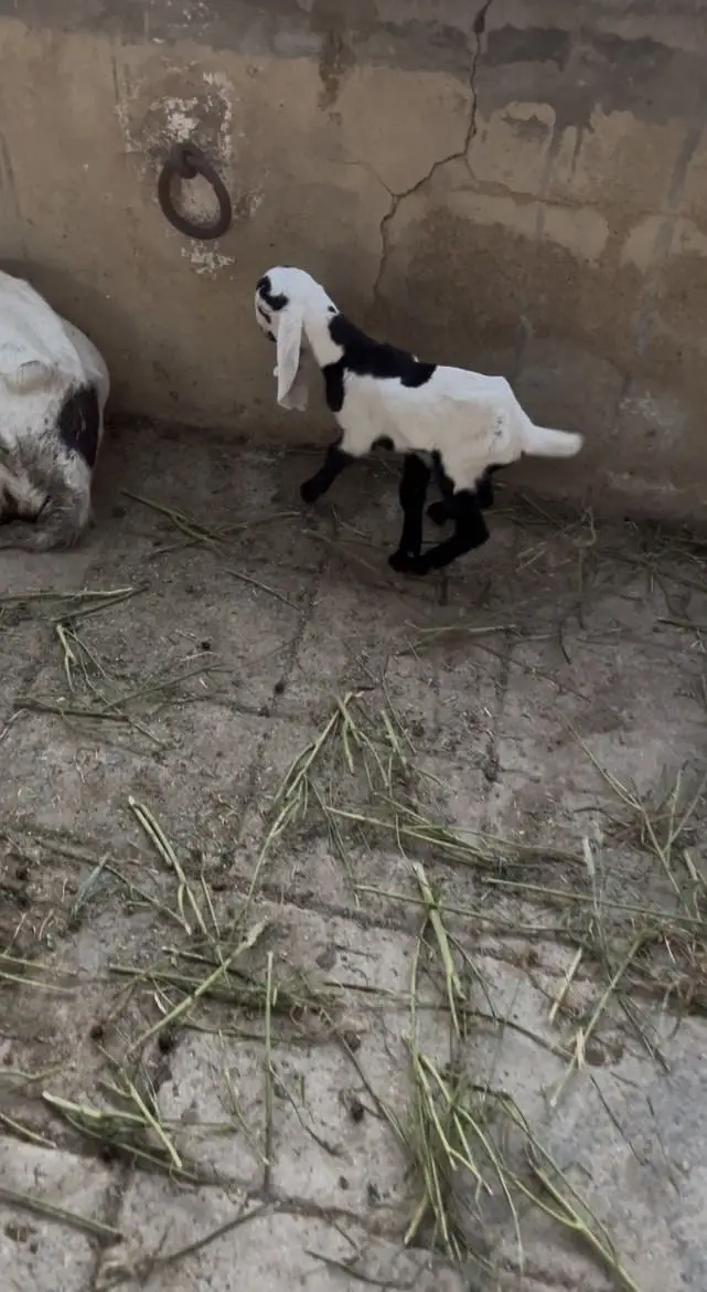 male baby week old — photo 3