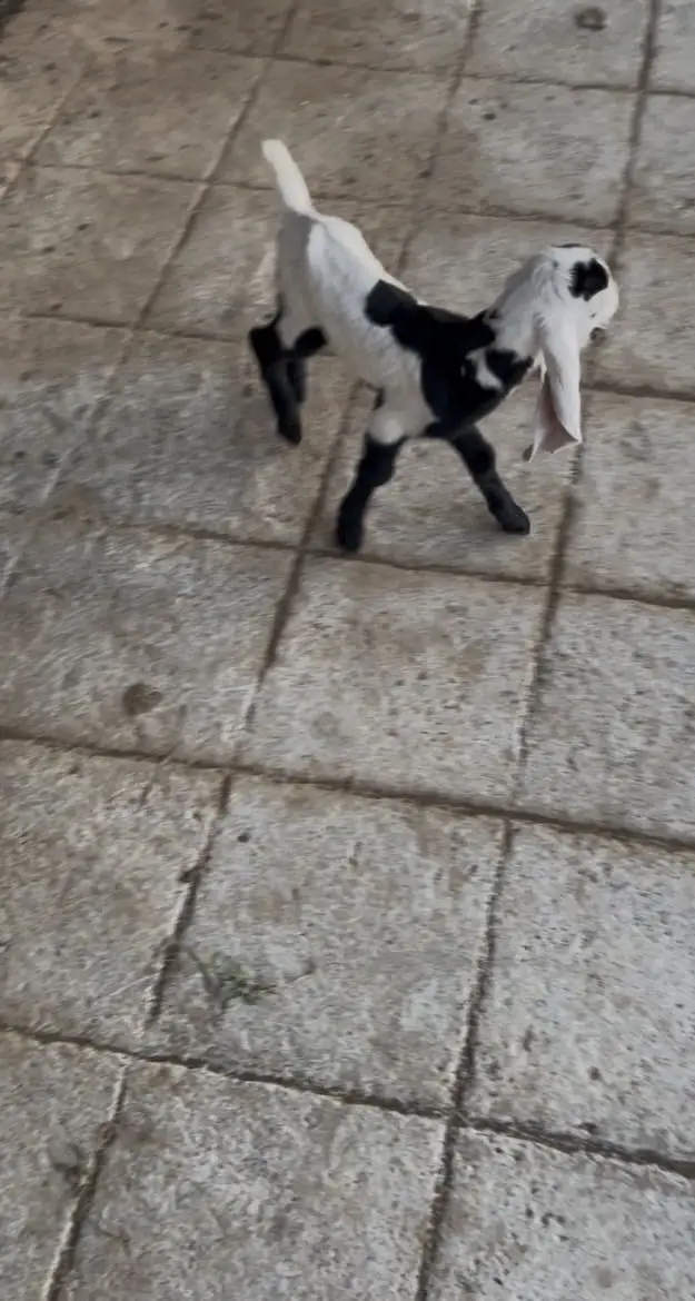 male baby week old — photo 4