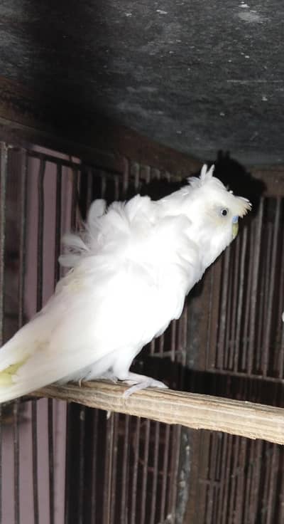 Hogoromo breeder peice