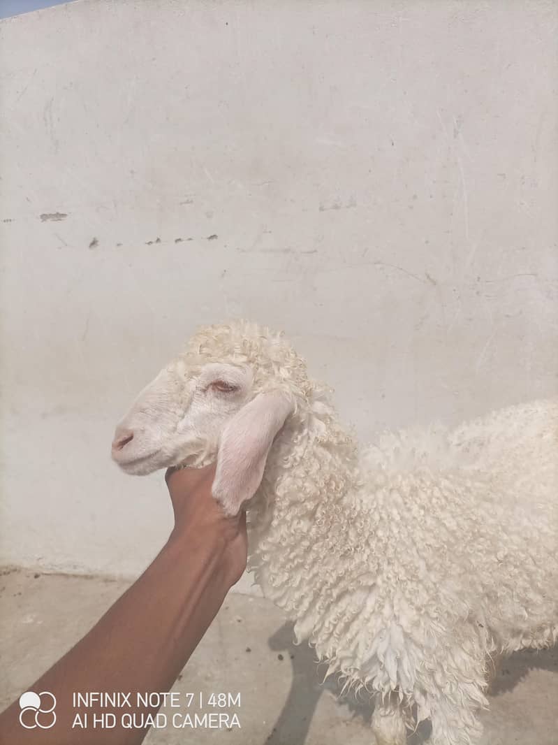dumbi 2
