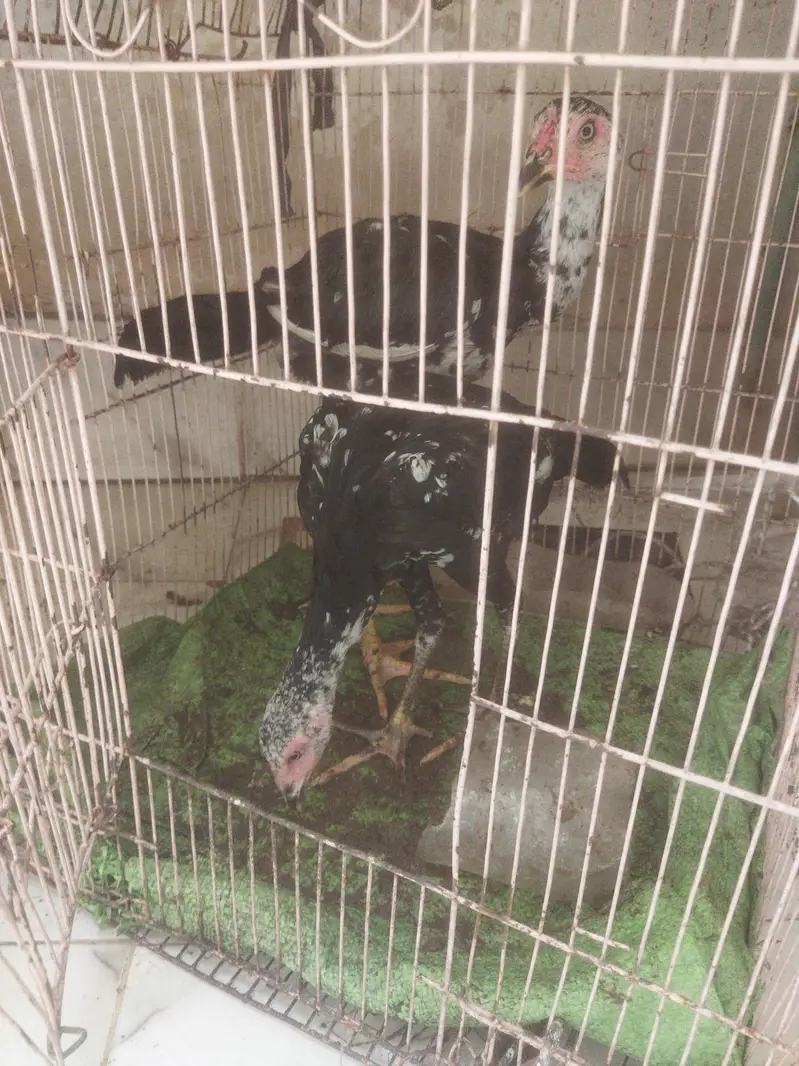 Aseel thai — photo 3