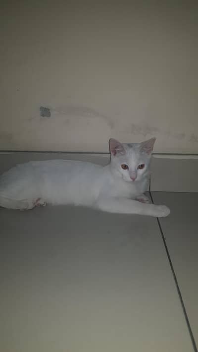 white colour   with free nail cutter