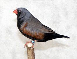 charcoal male