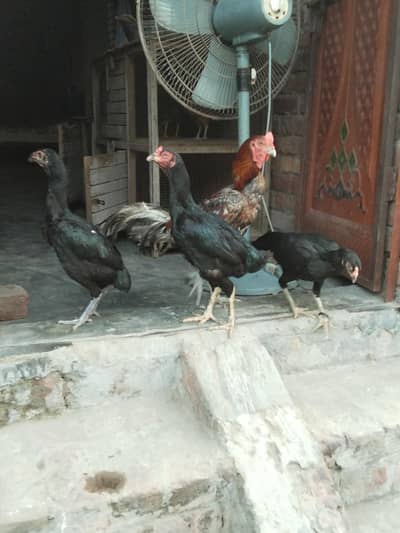 3x hens, 1x rooster & 3x cages for sale in affordable price