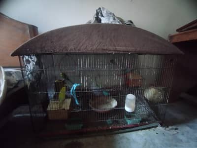 Australian parrots 9-10