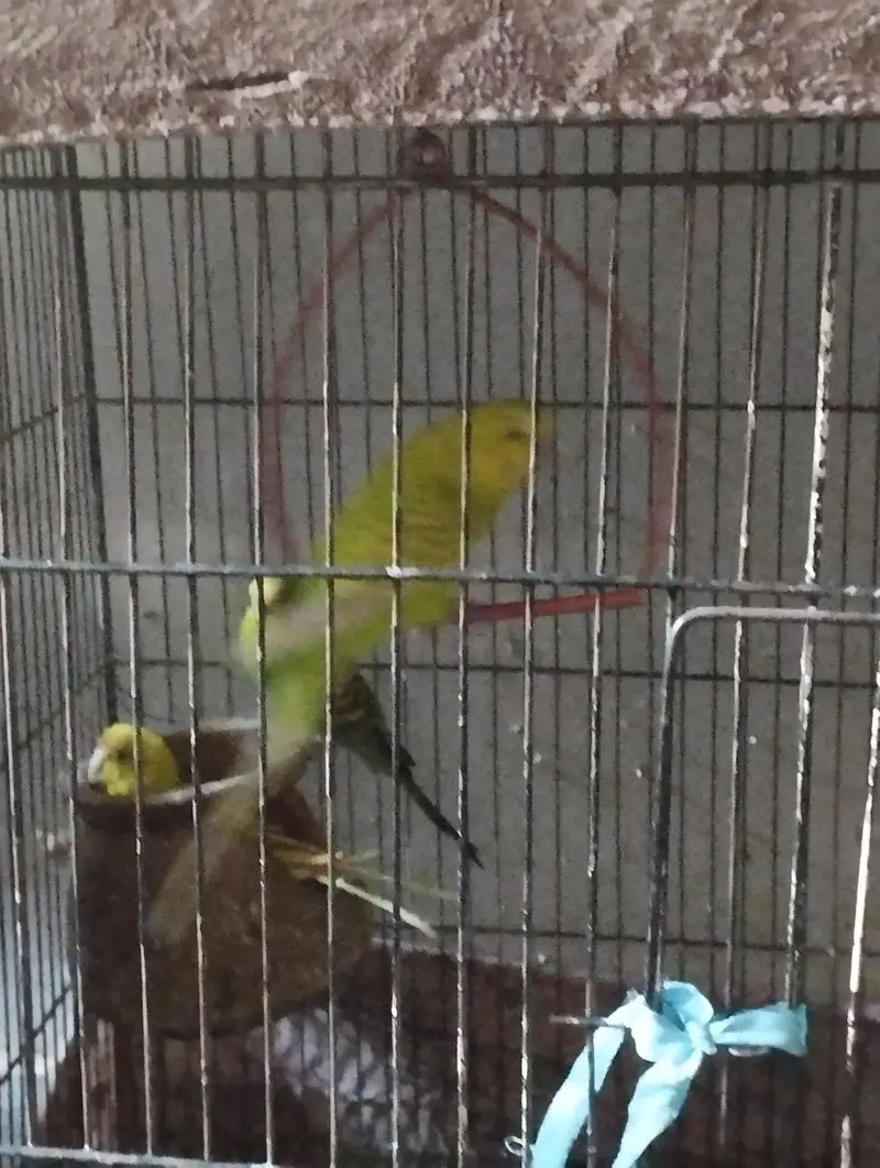 Australian parrots 9-10 — photo 2