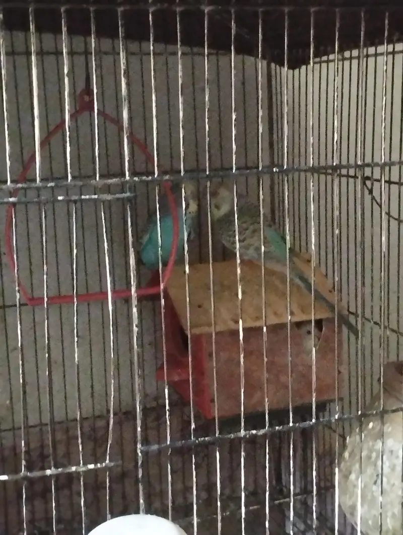 Australian parrots 9-10 — photo 3