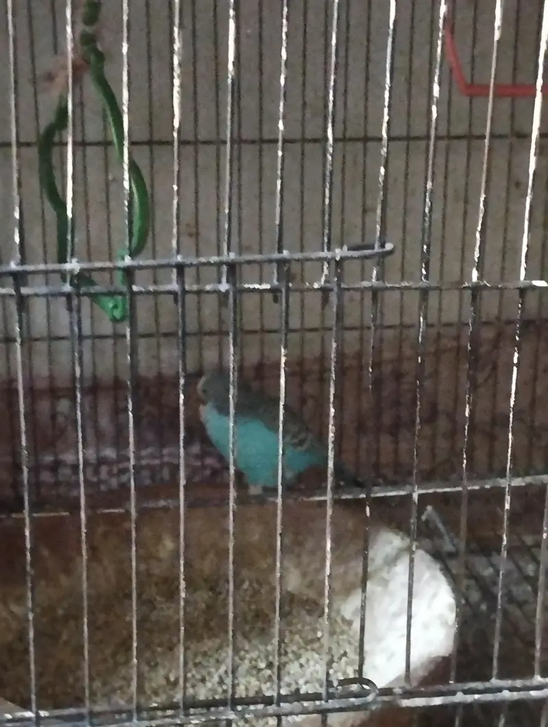 Australian parrots 9-10 — photo 4