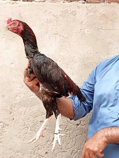 High quality lakha murga Aseel pure