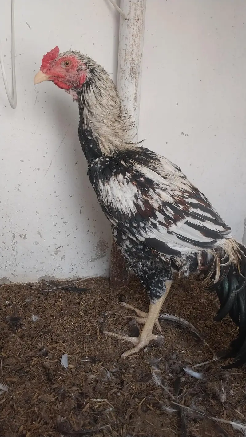 Aseel Pathey available for sale — photo 2