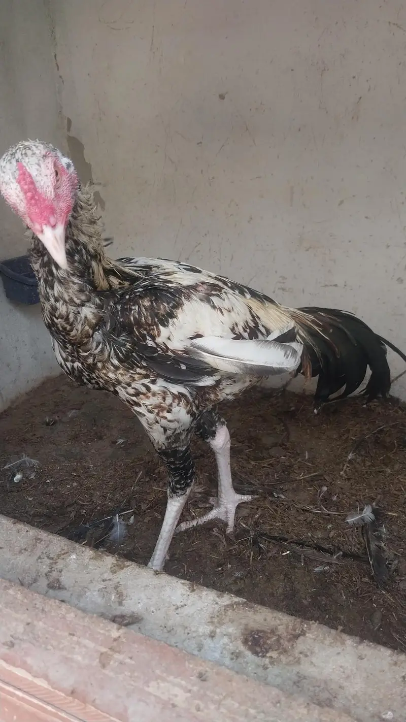 Aseel Pathey available for sale — photo 8