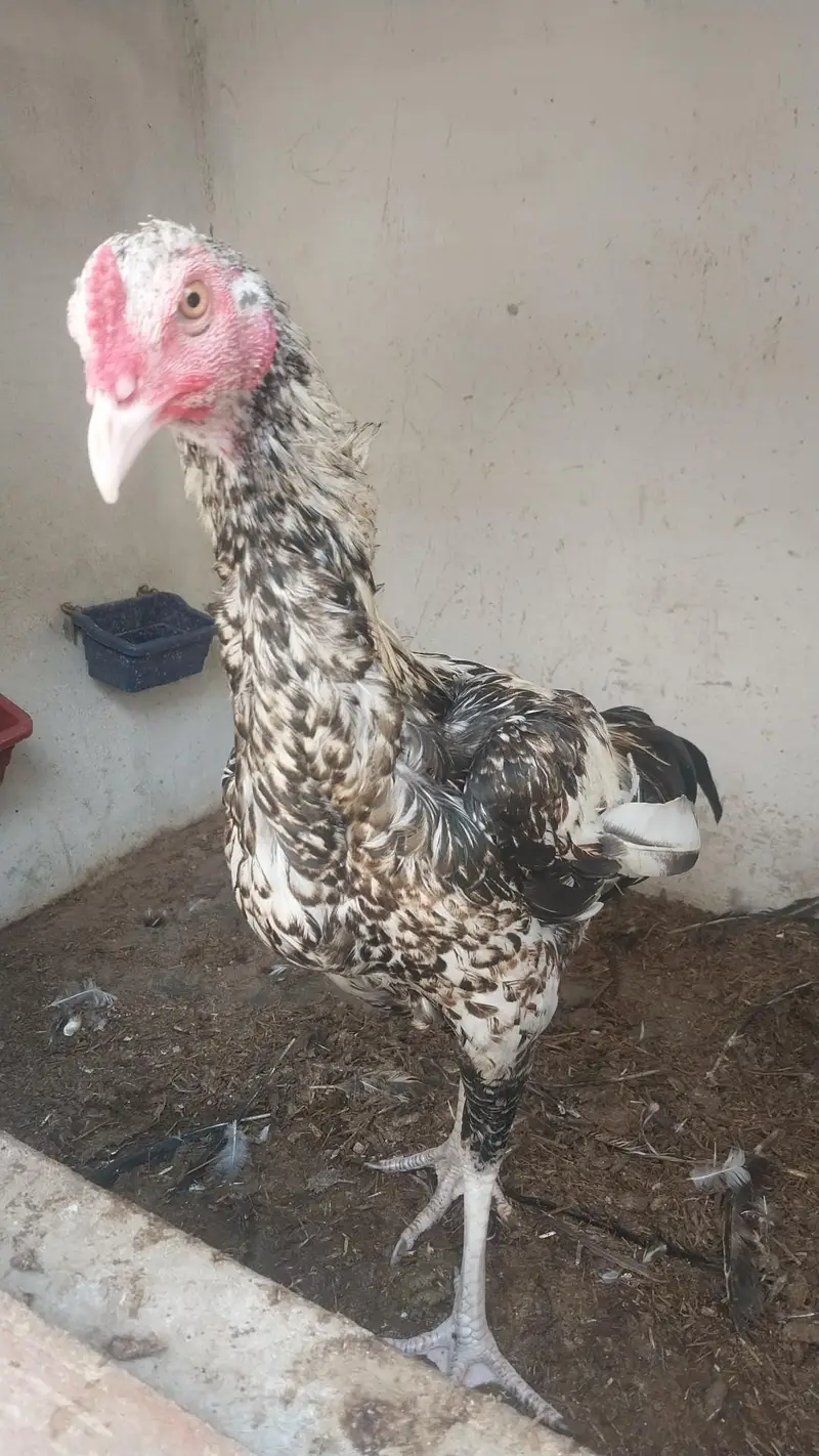 Aseel Pathey available for sale — photo 9