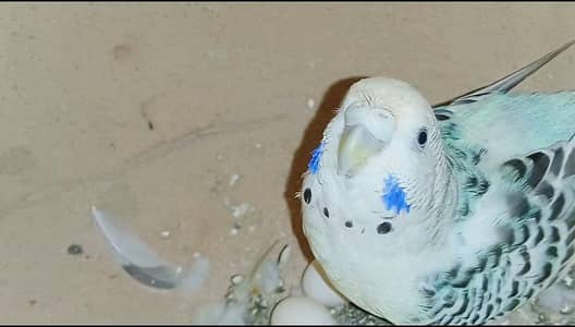 T. C. B mutation budgie pair fertile and in good size