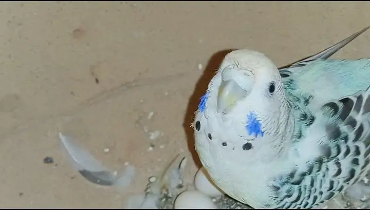 T. C. B mutation budgie pair fertile and in good size — photo 2