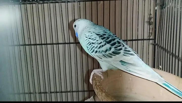 T. C. B mutation budgie pair fertile and in good size — photo 3