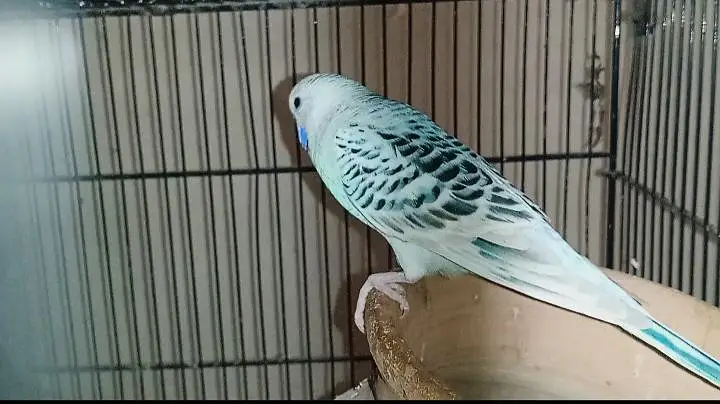 T. C. B mutation budgie pair fertile and in good size — photo 4