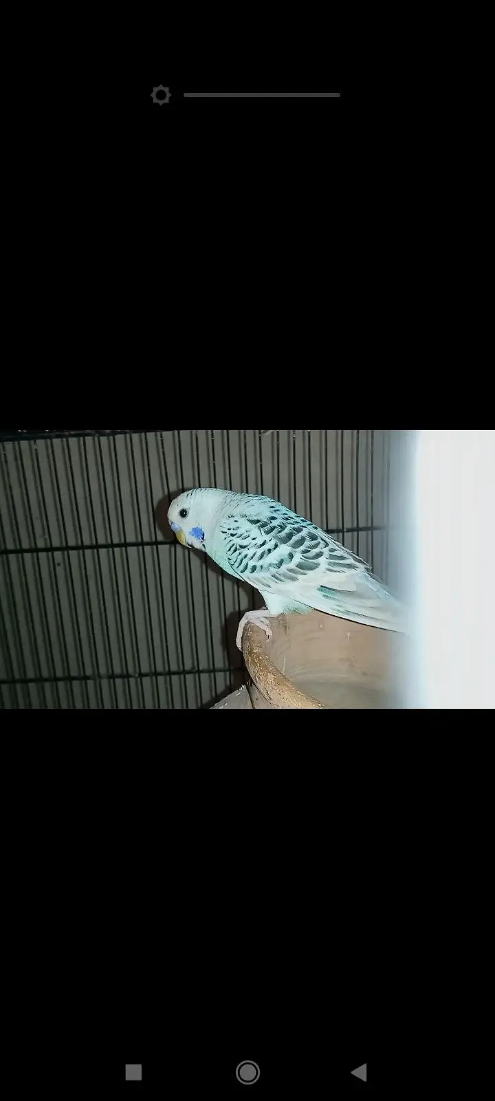 T. C. B mutation budgie pair fertile and in good size — photo 5