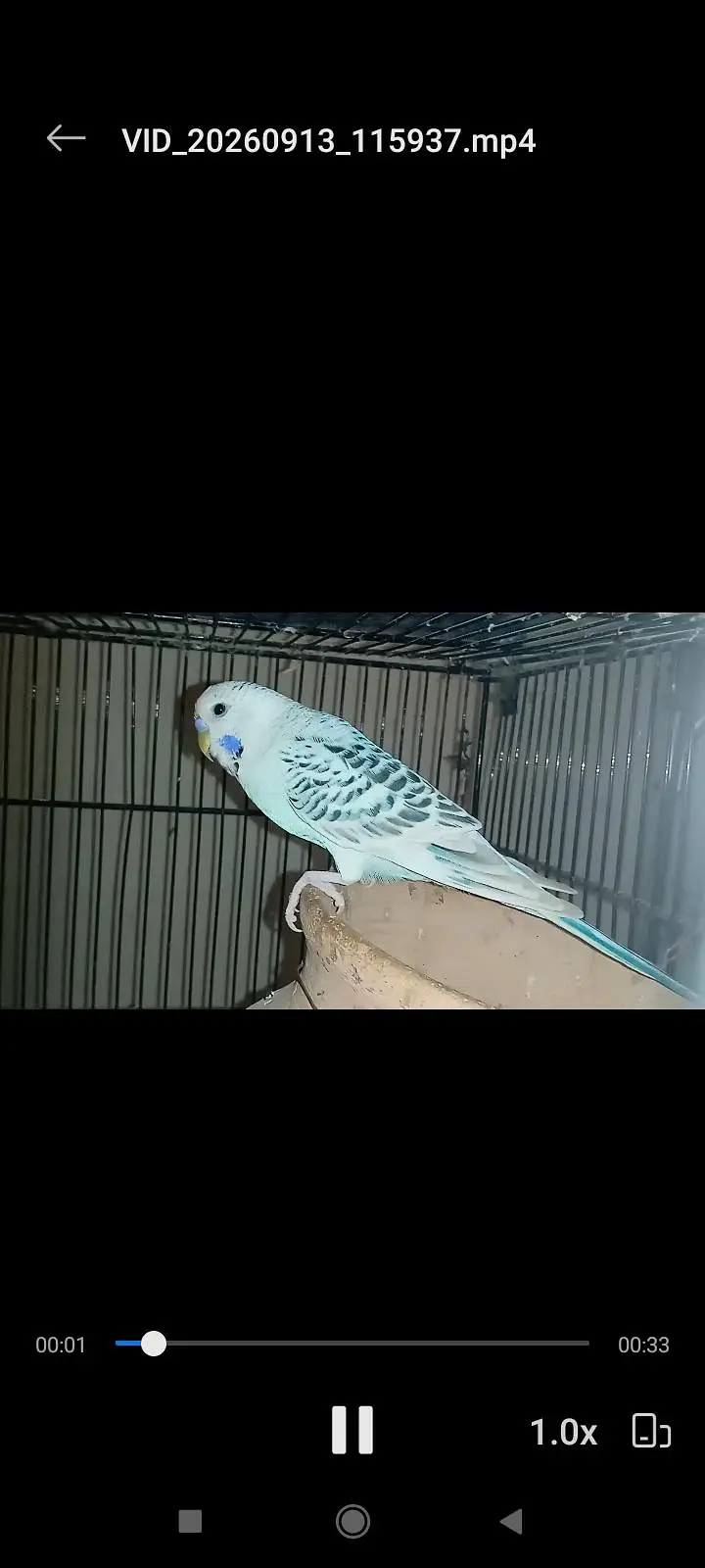T. C. B mutation budgie pair fertile and in good size — photo 6