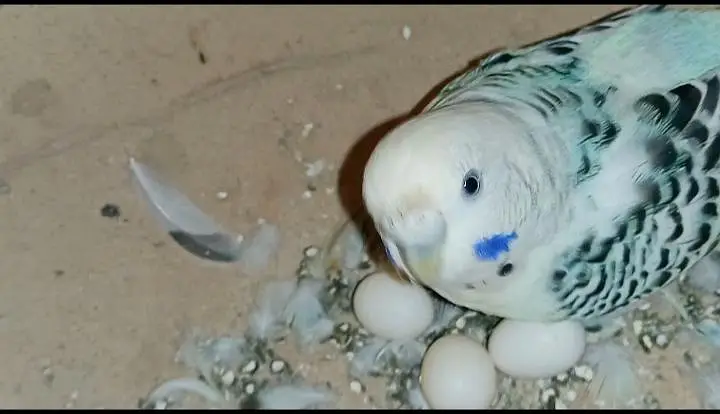T. C. B mutation budgie pair fertile and in good size — photo 7