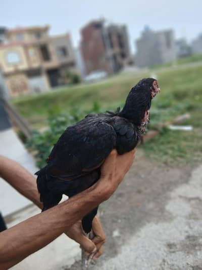 aseel murgi for sale