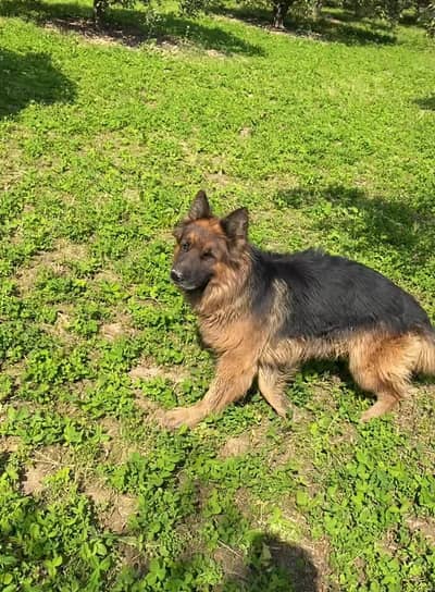 Pure German Shepard  Triple Coat Complete Bend Age 3.5 years Army Dog