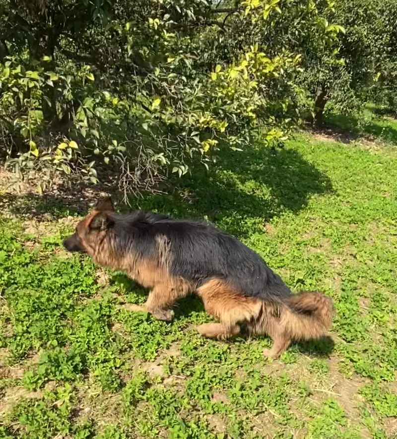 Pure German Shepard  Triple Coat Complete Bend Age 3.5 years Army Dog — photo 2