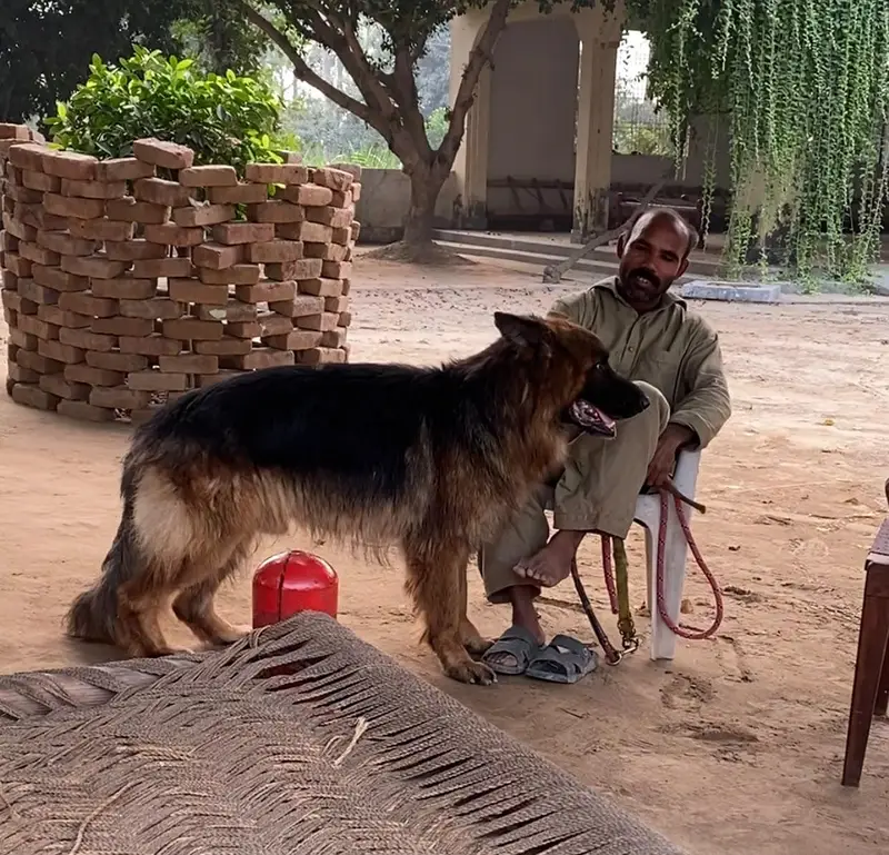Pure German Shepard  Triple Coat Complete Bend Age 3.5 years Army Dog — photo 3