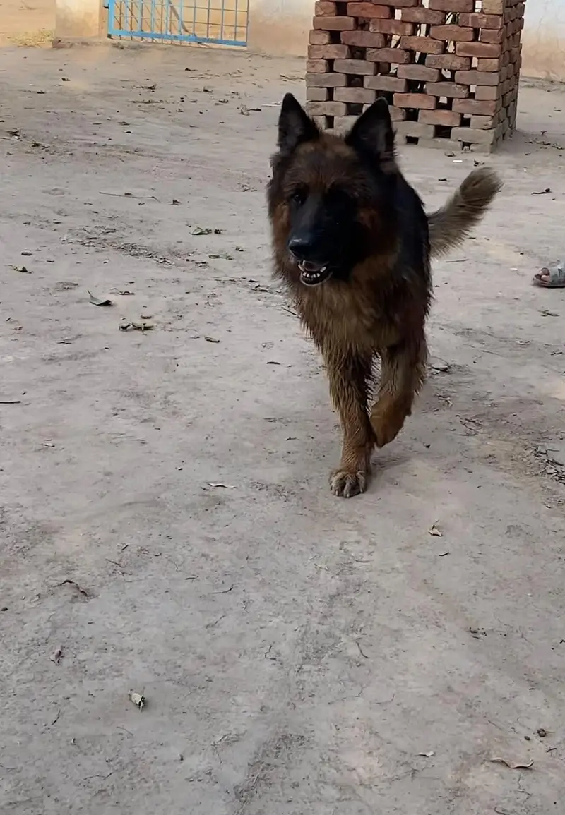 Pure German Shepard  Triple Coat Complete Bend Age 3.5 years Army Dog — photo 4