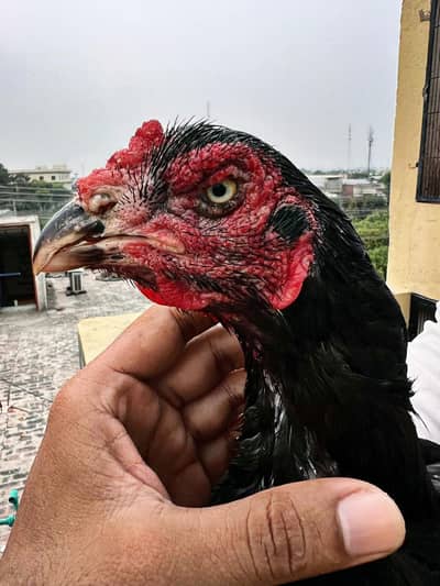 kala nawab Madi