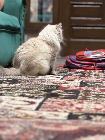 Cute ragdoll cat , 1 year old