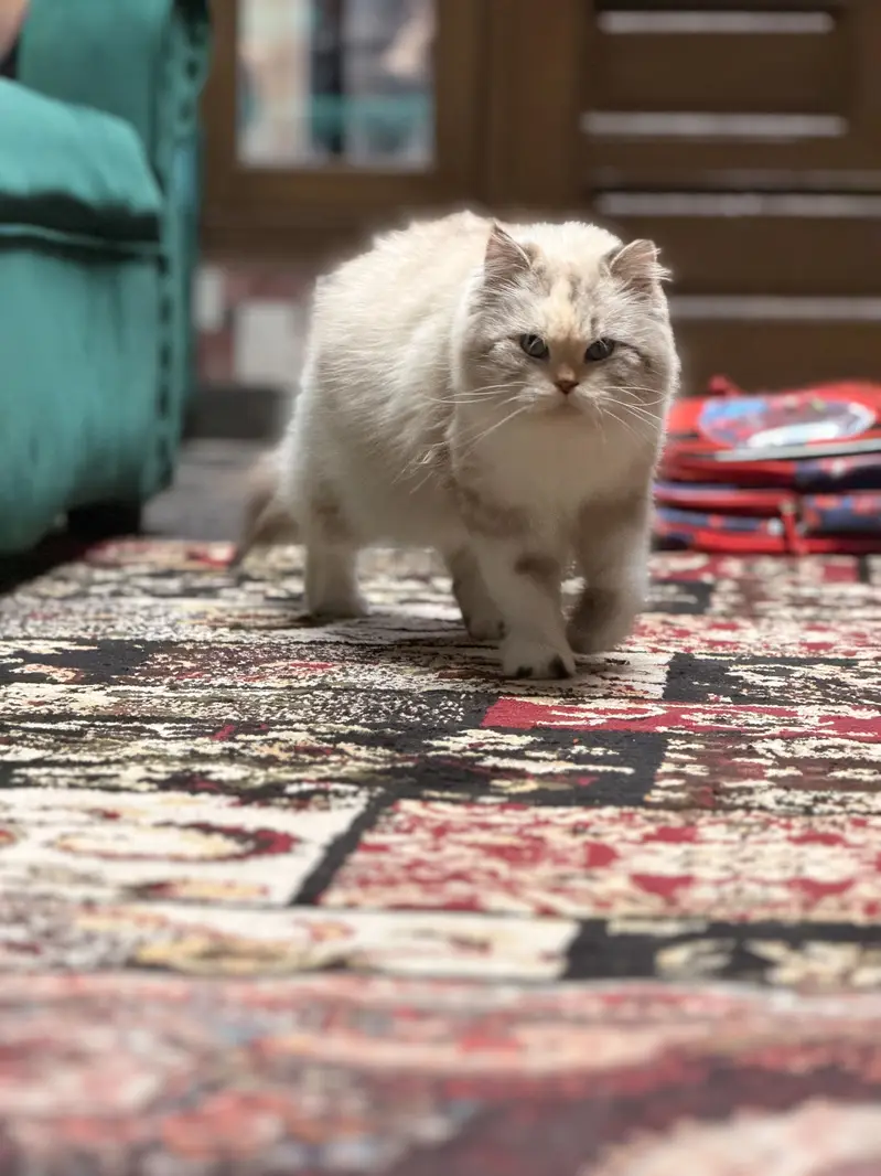 Cute ragdoll cat , 1 year old — photo 2