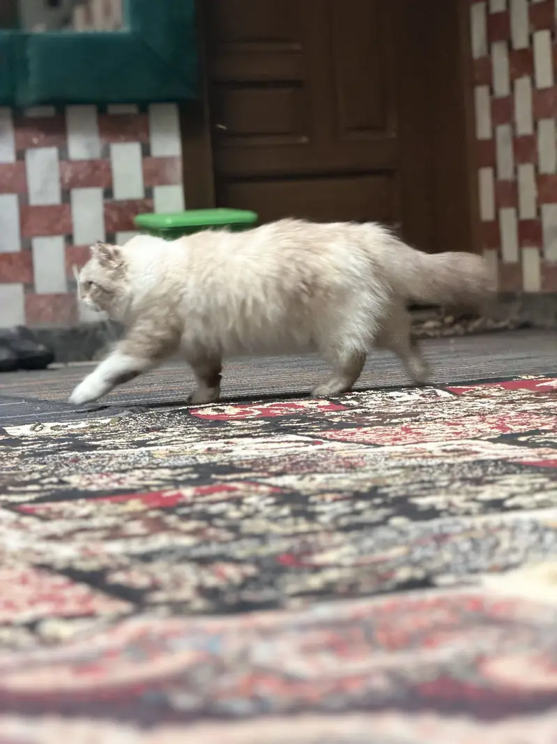 Cute ragdoll cat , 1 year old — photo 3
