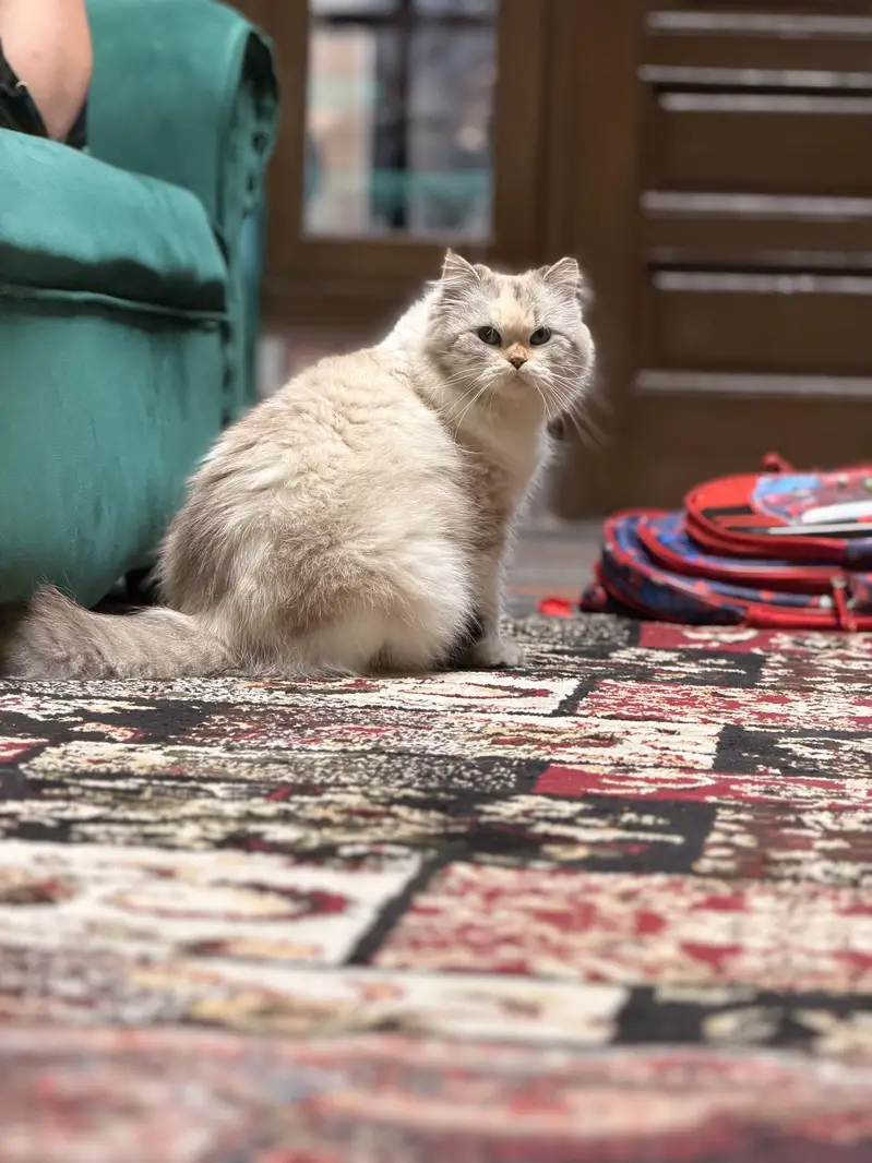 Cute ragdoll cat , 1 year old — photo 4