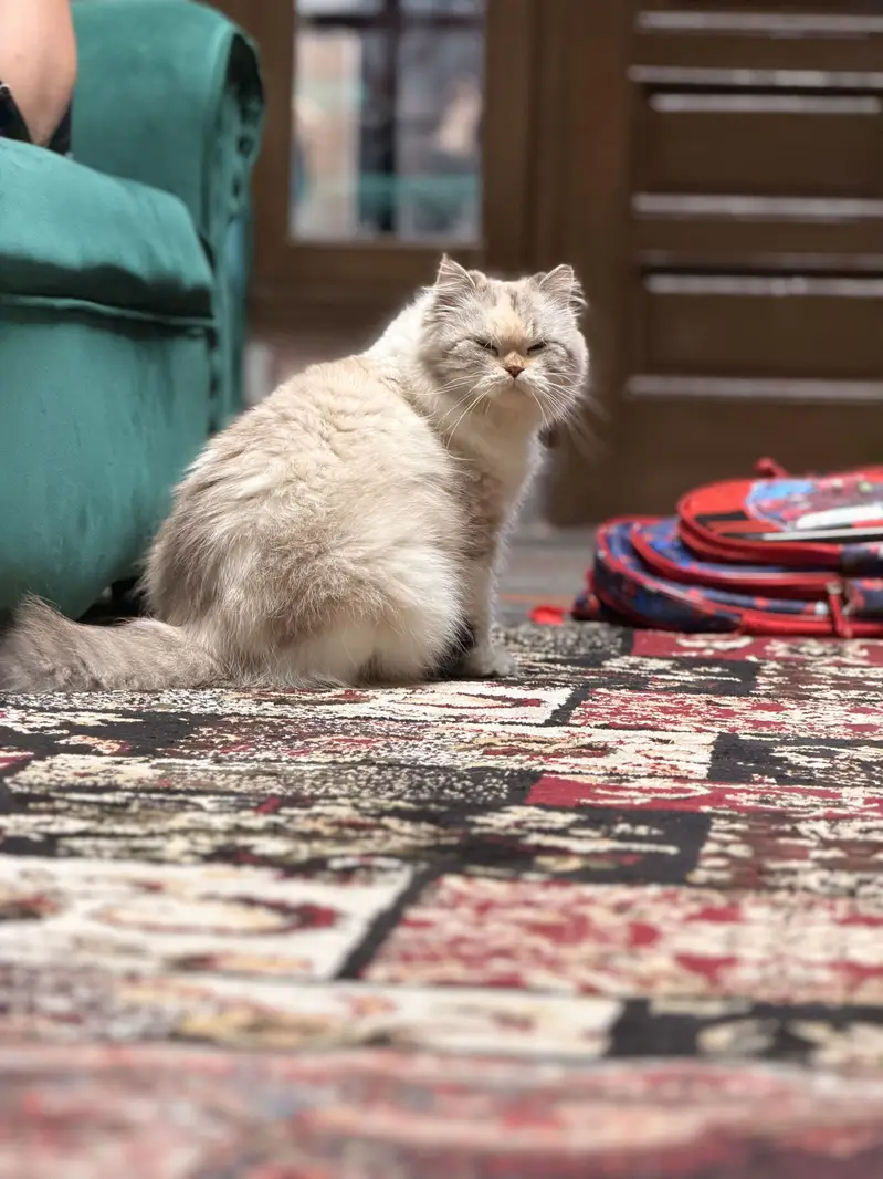 Cute ragdoll cat , 1 year old — photo 5