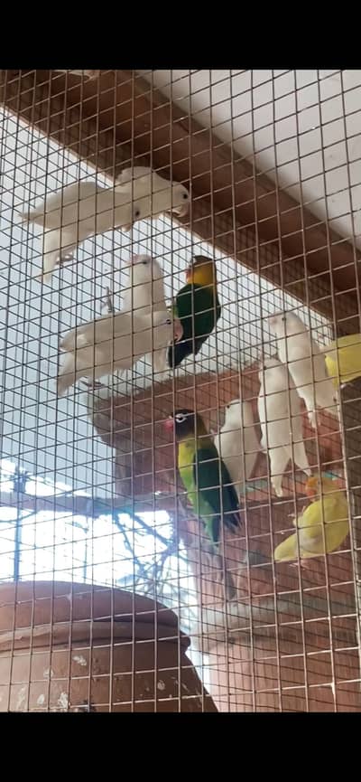 lovebirds