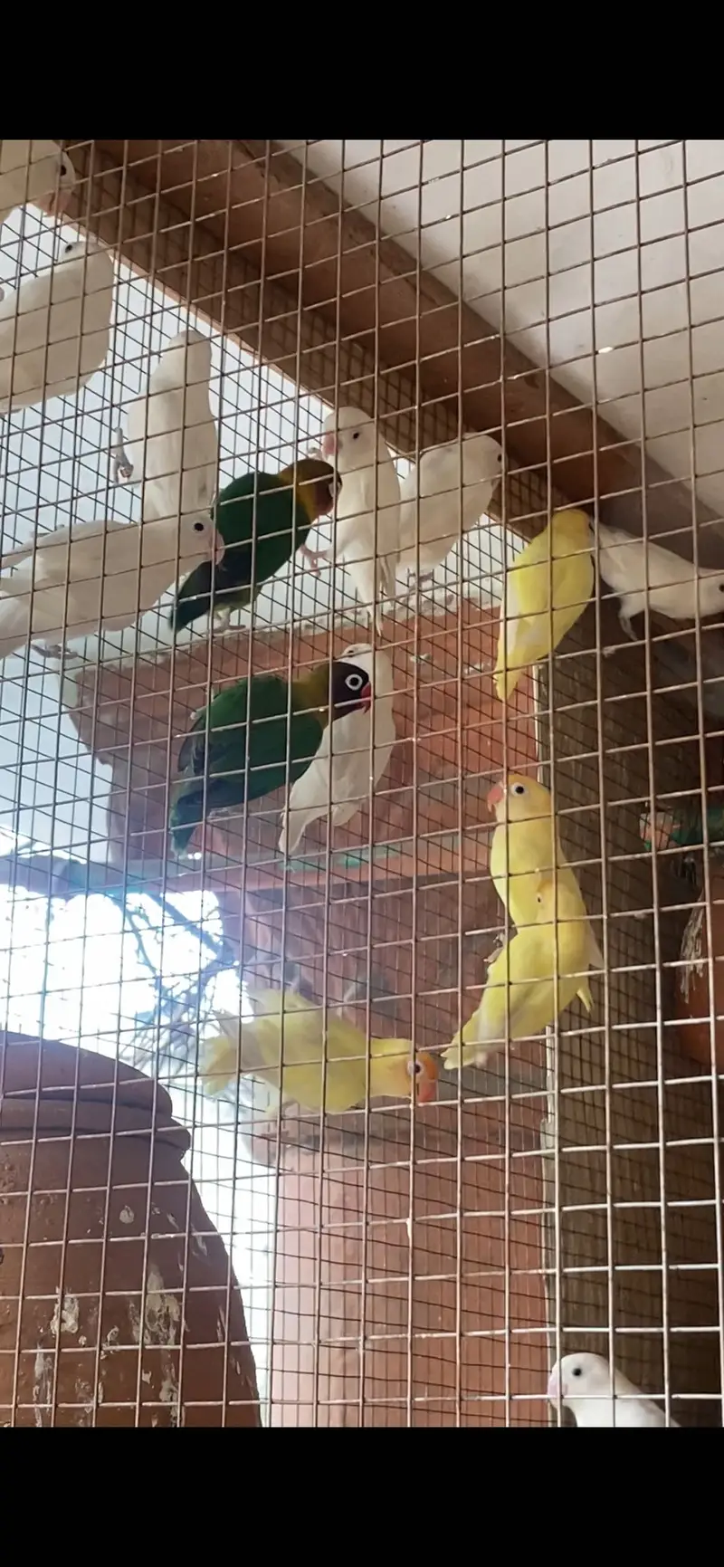 lovebirds — photo 2