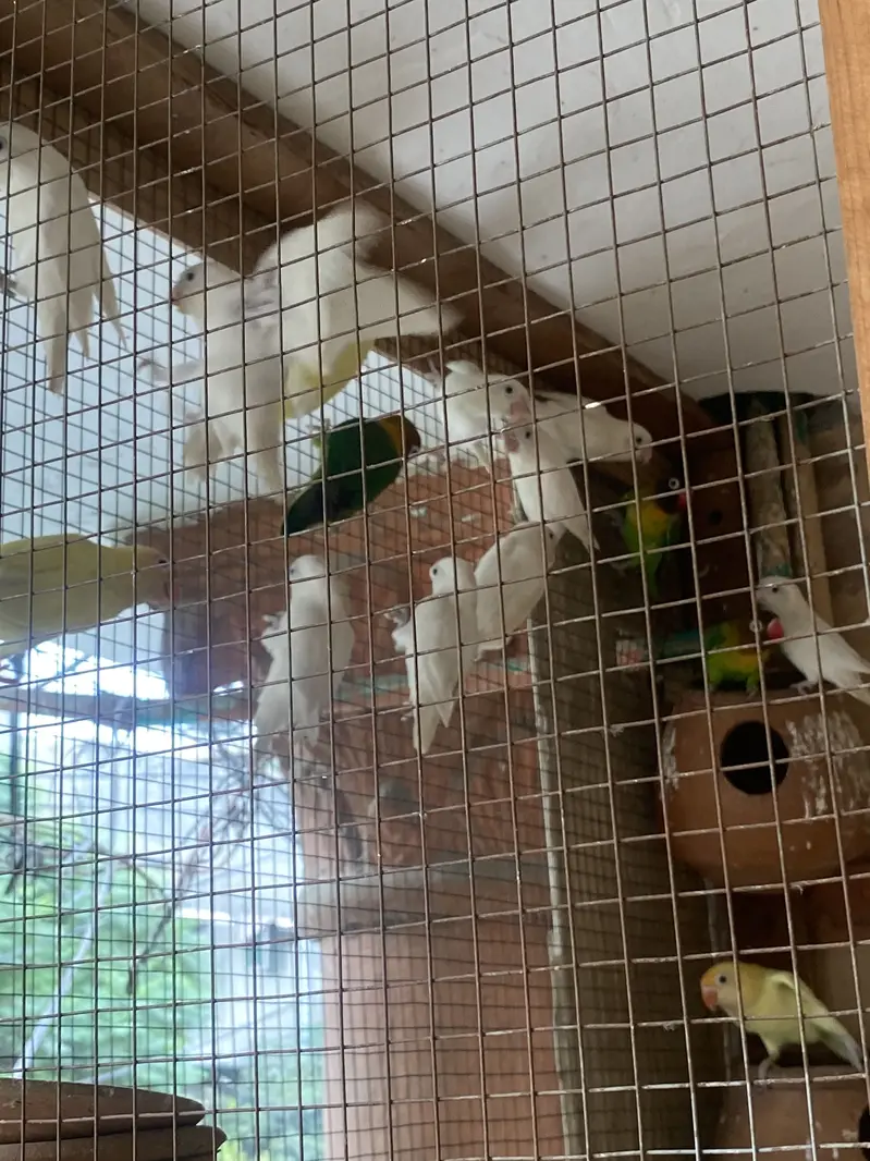 lovebirds — photo 3