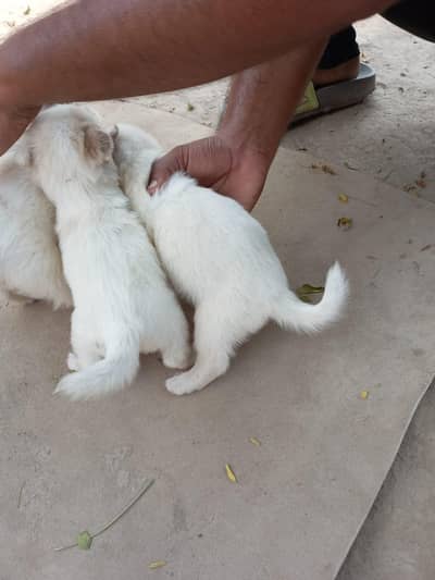 Russian Breed available