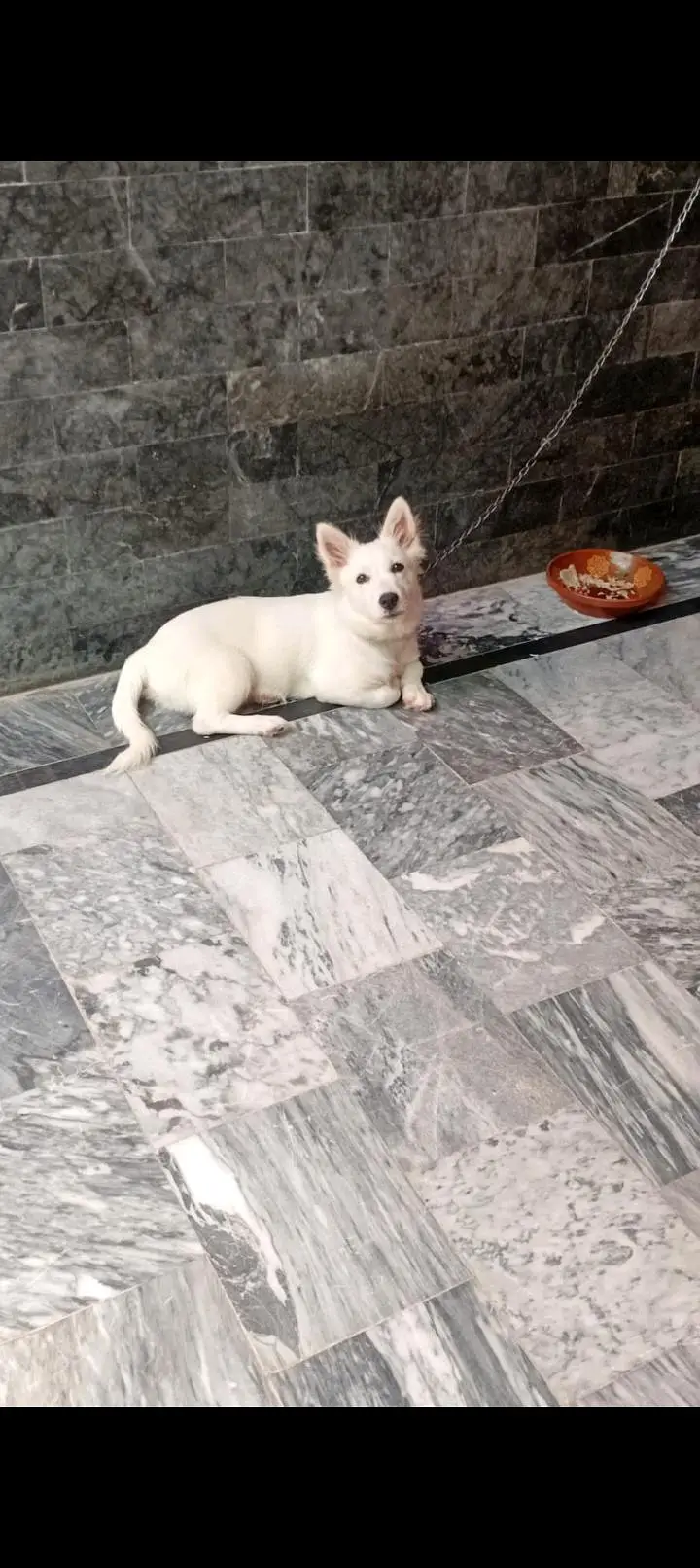 Russian Breed available — photo 3