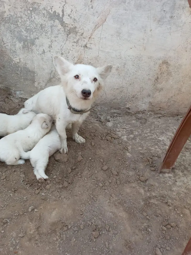 Russian Breed available — photo 4