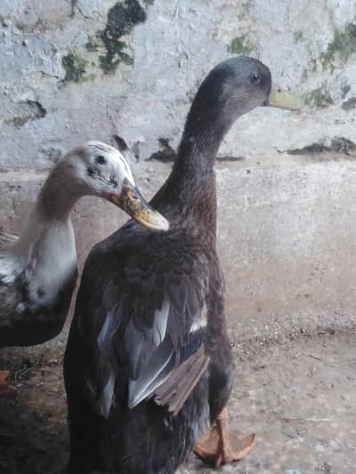Ducks. . Full Breeder pair. . . . . . . . are. . . avalible