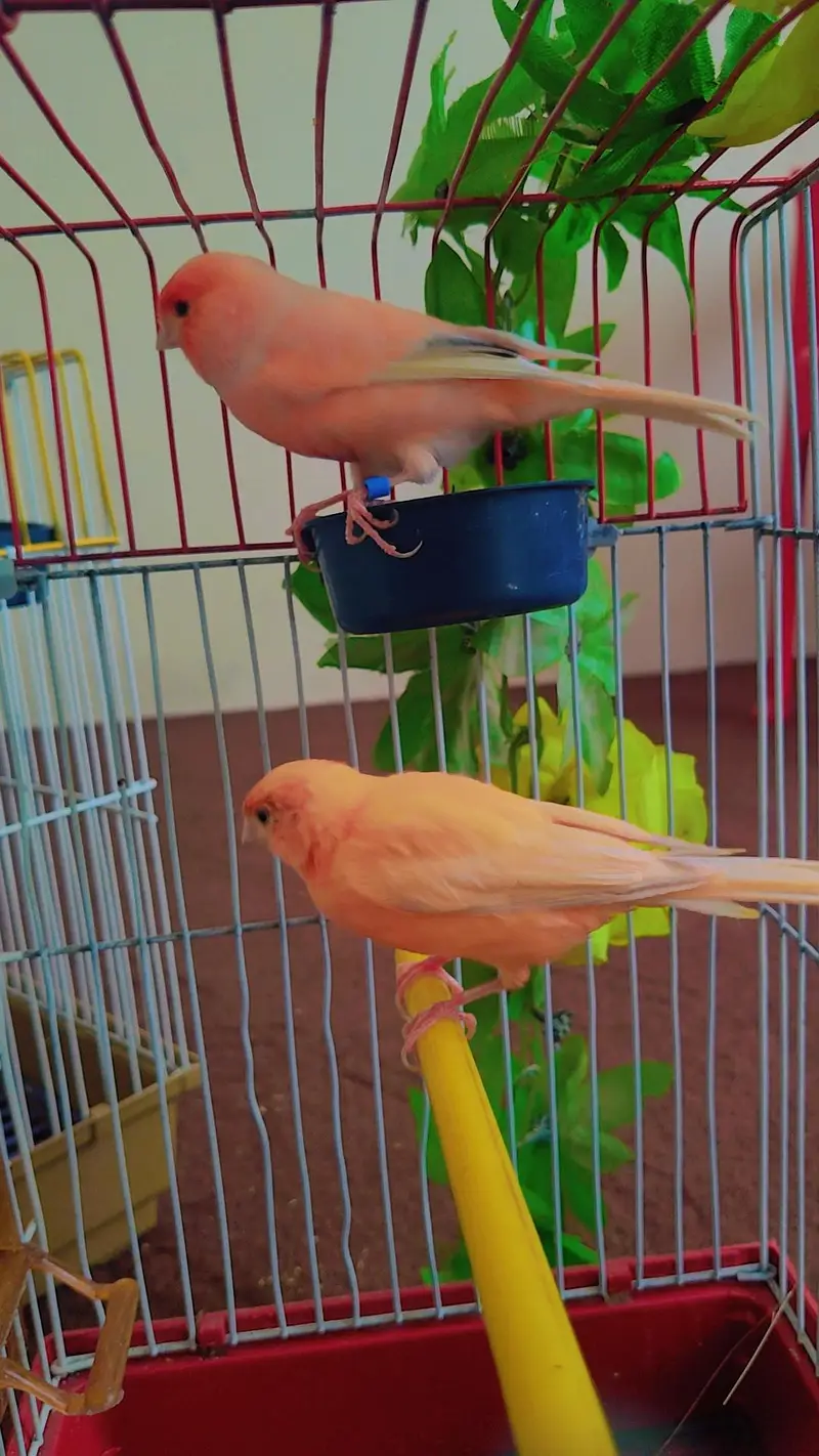 canary finch pair 0300/49/18/160/