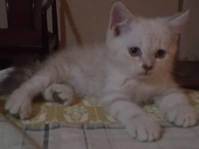 british short-haired kitten  for adoption and sale