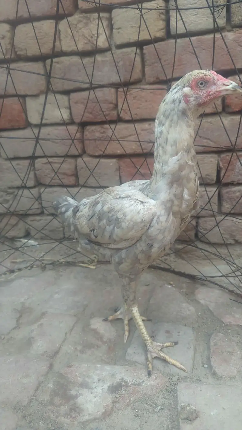 asil morgi — photo 2