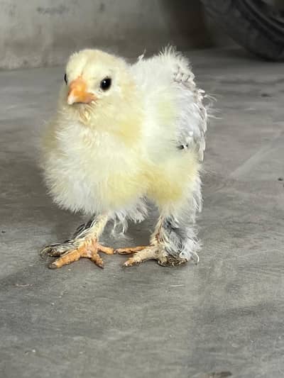 light Columbian Brahma