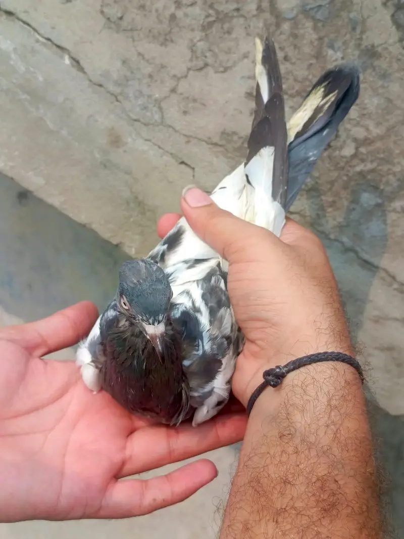 taddy ferozpuri — photo 12