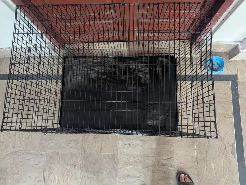 Cage for sale on n lahore — photo 2