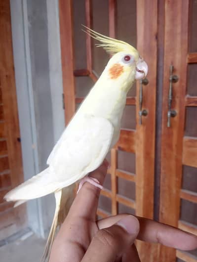 hand tame cocktail red eye for sale