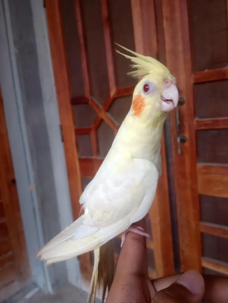 hand tame cocktail red eye for sale — photo 2