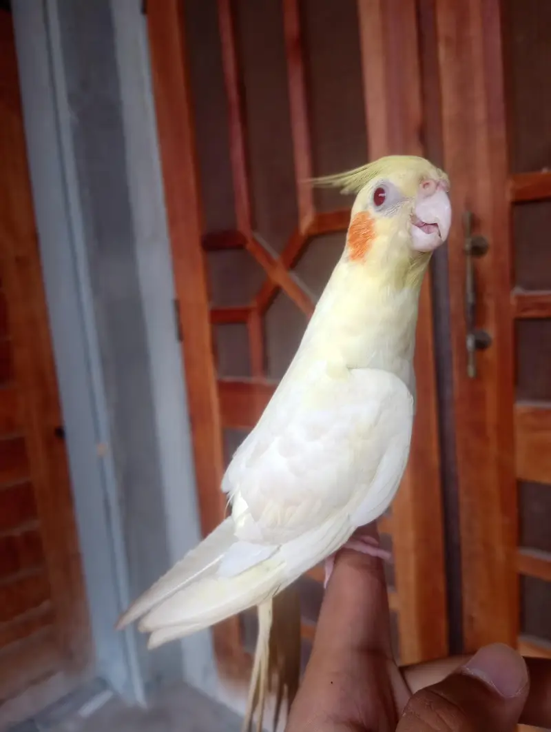 hand tame cocktail red eye for sale — photo 3